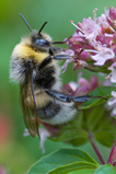 Foto Helle Erdhummel