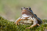 Foto Moorfrosch