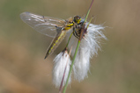 Foto Vierflecklibelle auf Wollgras