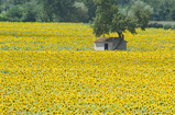 Foto Sonnenblumenfeld