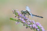 Foto Schwarze Heidelibelle