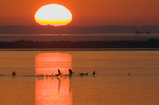 Foto Startende Gänse bei Sonnenaufgang