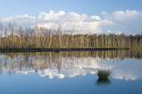 Foto Im Moor