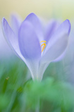 Foto Crocus speciosus