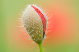 Foto Klatschmohn