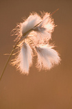 Foto Schmalblättriges Wollgras