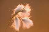 Foto Schmalblättriges Wollgras