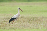 Foto Weißstorch