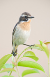 Foto Braunkehlchen