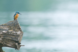 Foto Eisvogel