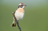 Foto Braunkehlchen