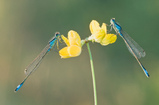 Foto Große Pechlibelle