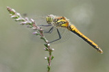 Foto Schwarze Heidelibelle