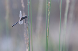 Foto Schwarze Heidelibelle