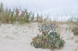 Foto Stranddistel