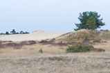 Foto Dünenlandschaft