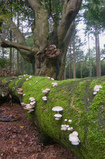 Foto Buchenschleimrüblinge an einer Buche