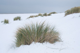 Foto Strandhafer und Dünen