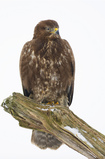 Foto Mäusebussard