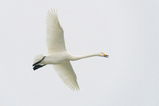 Foto Singschwan