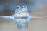 Foto Moorfrosch