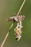 Foto Schlupf einer Libelle