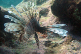 Foto Feuerfisch