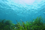 Foto Seegras und Jungfische