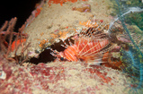 Foto Feuerfisch