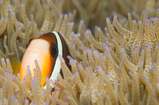 Foto Anemonenfisch