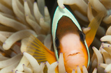 Foto Anemonenfisch