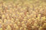 Foto Korallenpolypen