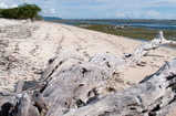 Foto Holz am Strand